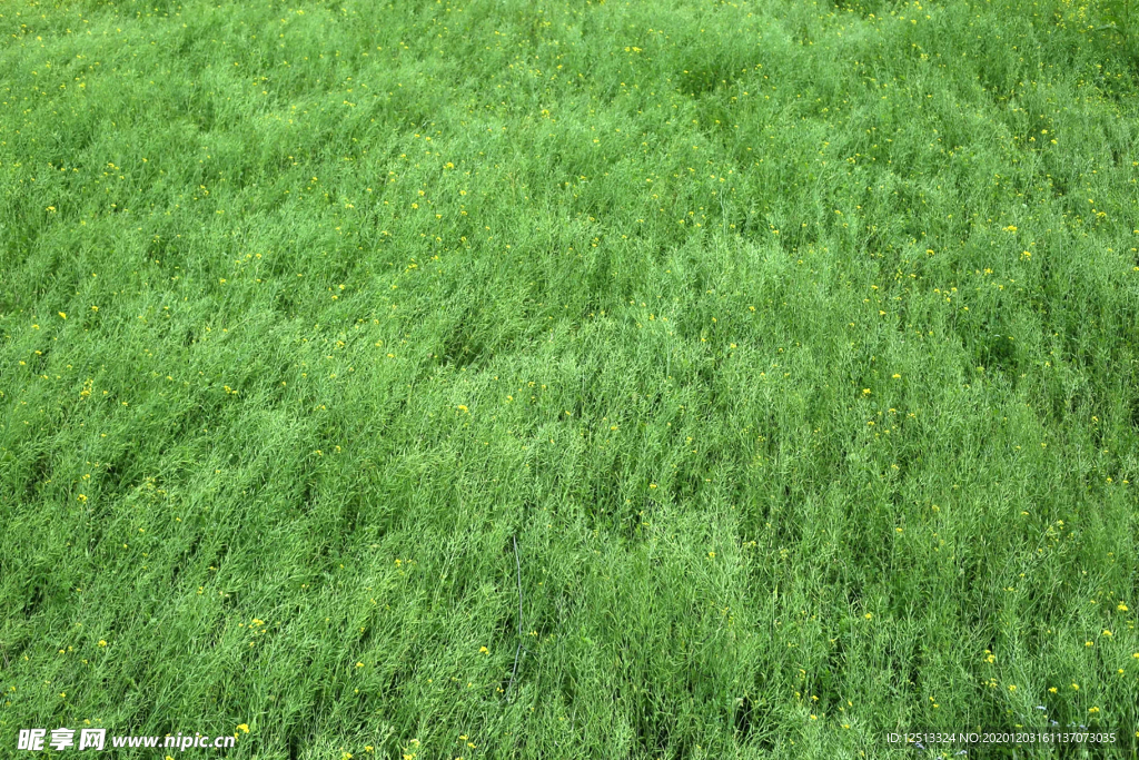 草地