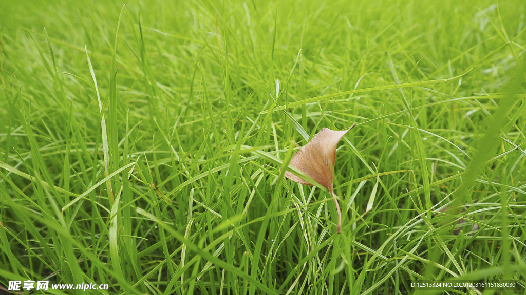 草地