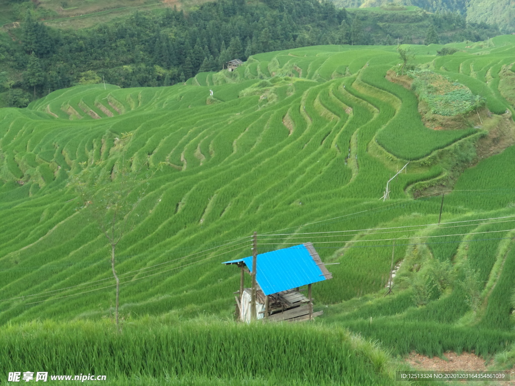 梯田
