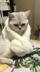 戴围巾的猫