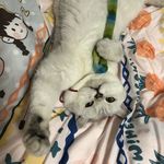 银渐层