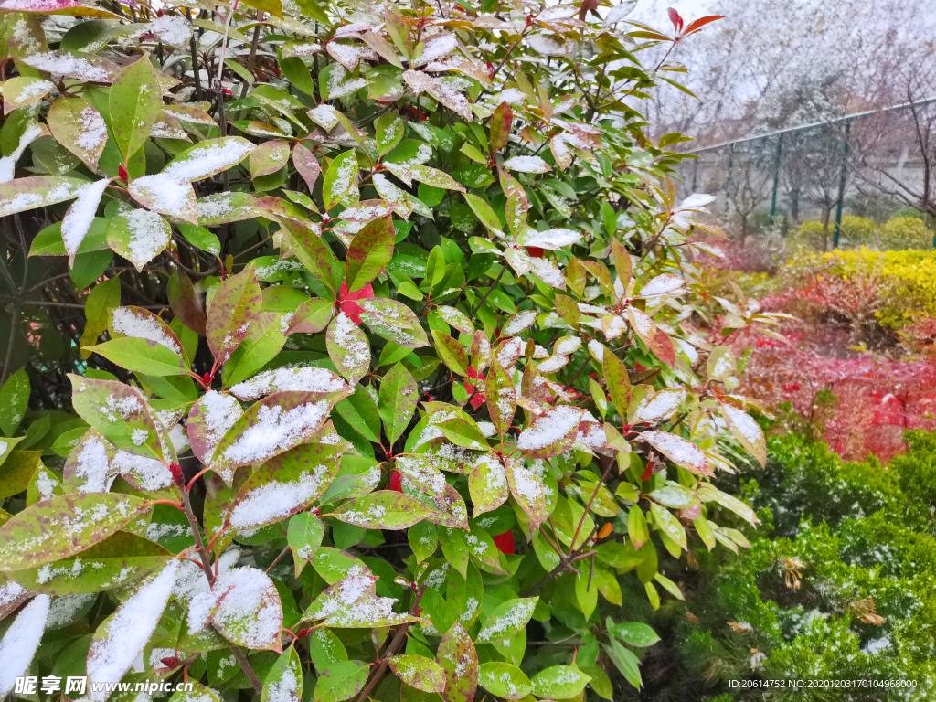 树叶上的积雪