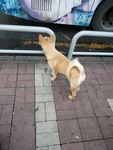 宠物狗