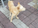 宠物狗