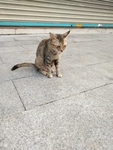 宠物猫