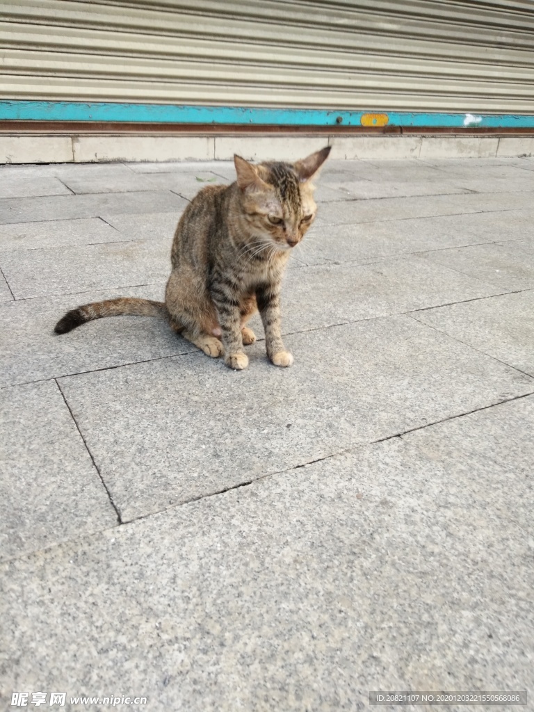 宠物猫