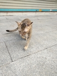 宠物猫