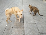 狗猫