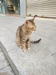 宠物猫
