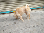 宠物狗