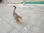 宠物猫