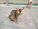 宠物猫