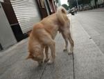 宠物狗