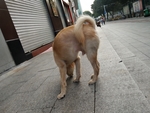 宠物狗