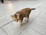 宠物猫
