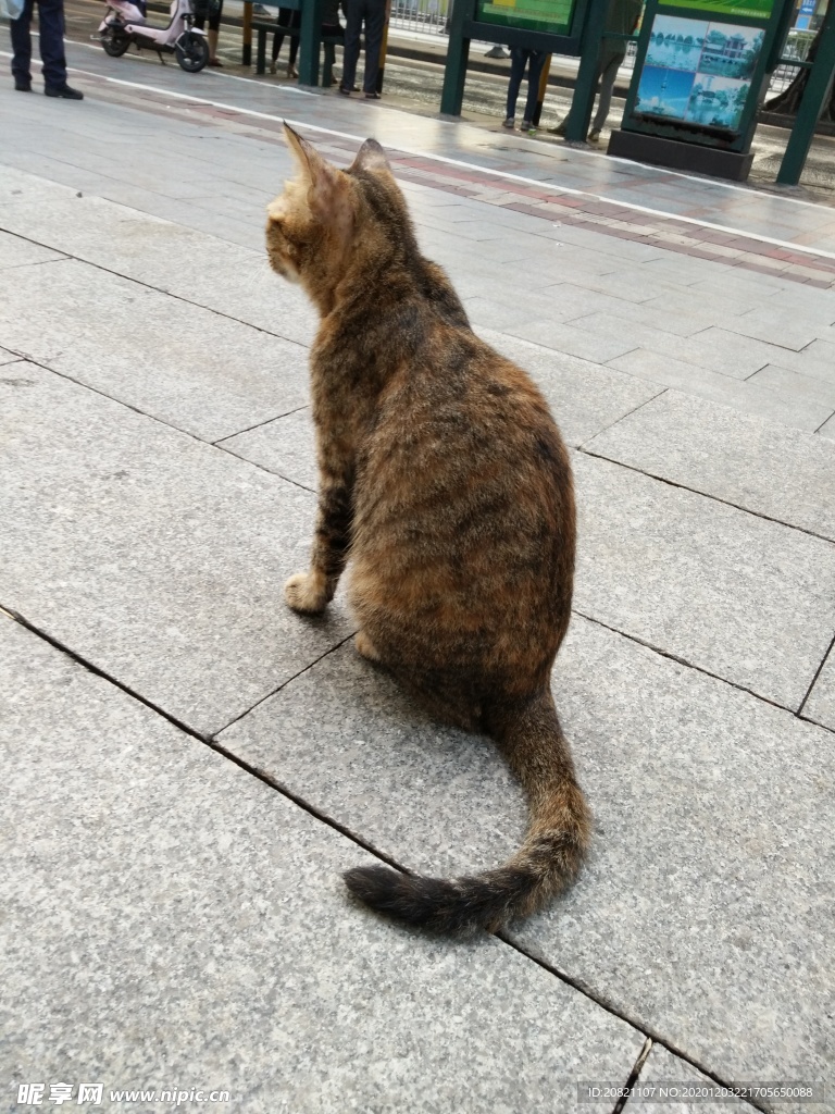 宠物猫