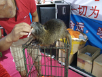 老鼠