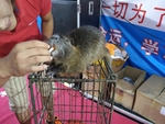 老鼠