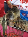 老鼠