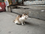 宠物猫