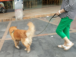宠物狗