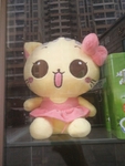 宠物猫
