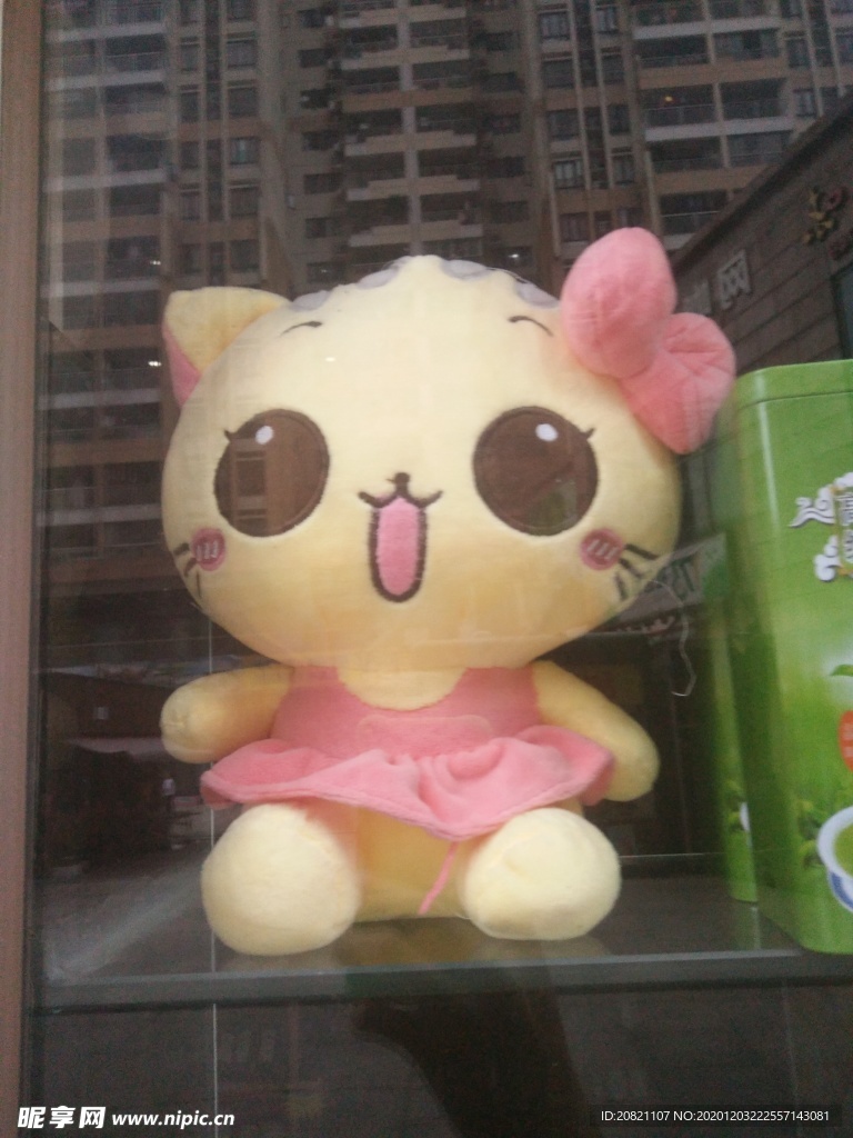 宠物猫