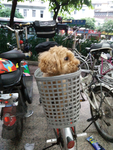 宠物狗