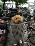 宠物狗