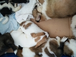宠物狗