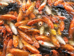 锦鲤鱼