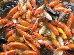 锦鲤鱼