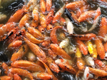 锦鲤鱼