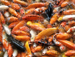 锦鲤鱼