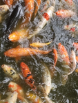 锦鲤鱼