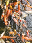锦鲤鱼