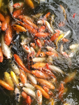 锦鲤鱼