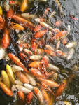 锦鲤鱼