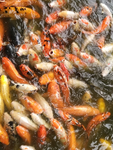 锦鲤鱼