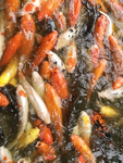 锦鲤鱼