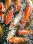 锦鲤鱼