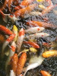 锦鲤鱼