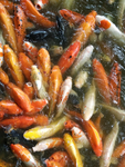 锦鲤鱼