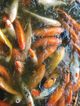 锦鲤鱼