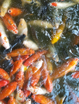 锦鲤鱼