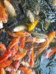 锦鲤鱼