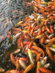 锦鲤鱼