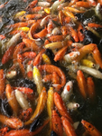 锦鲤鱼