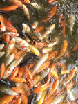 锦鲤鱼