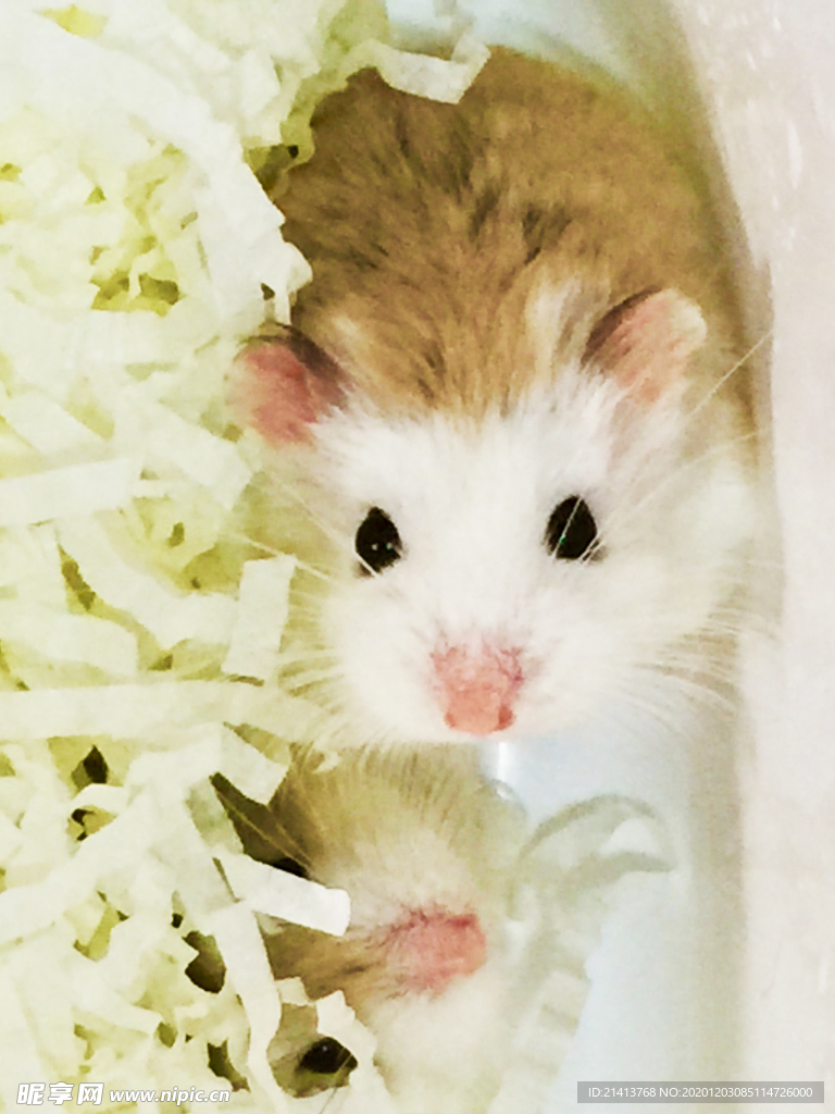 宠物荷兰鼠